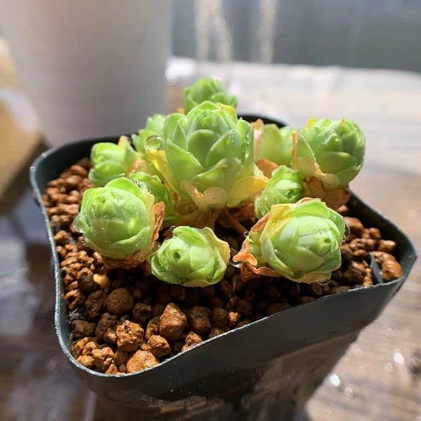 グリーノビア ドドランタリスA 抜き苗 2 多肉植物 グリーノビア ドドランタリス❣️抜き苗 【公式通販】